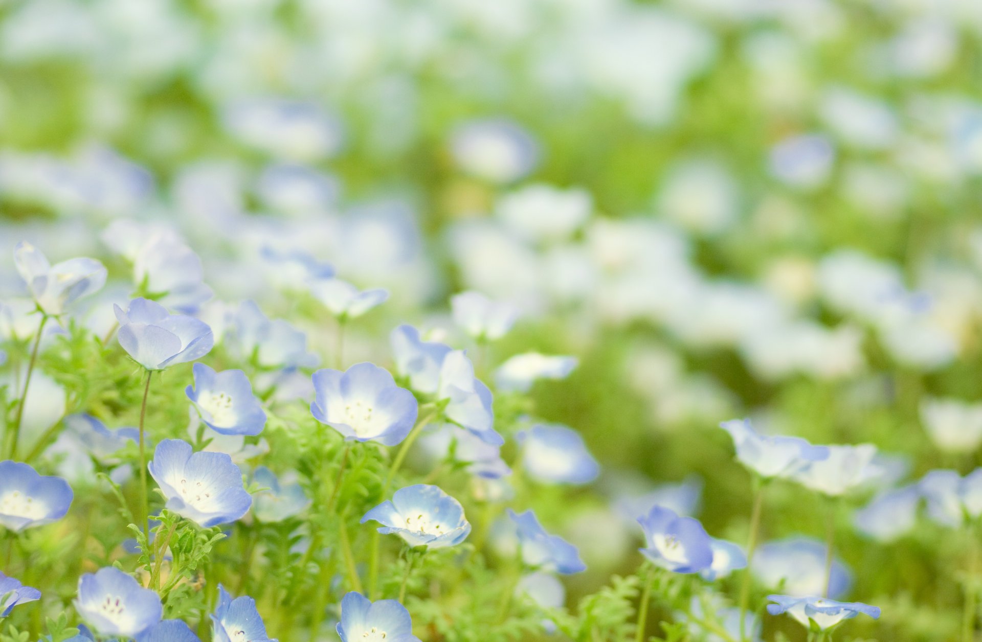 glade flowers plants greens green blue