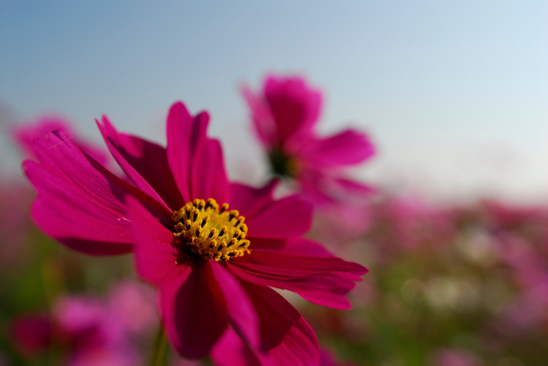 flor cosmea pétalos brillante campo rosa cielo