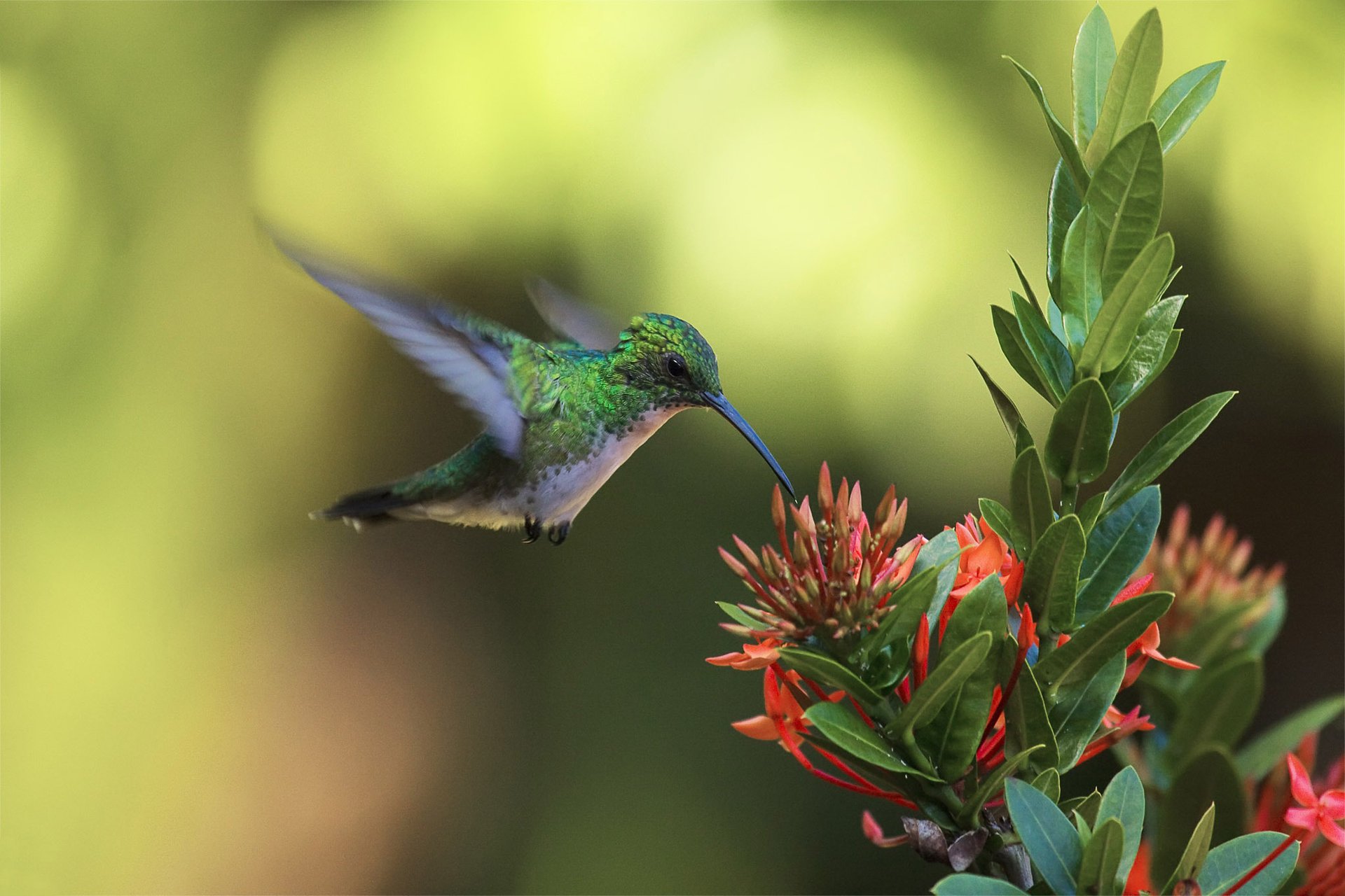 oiseau attaque fleur colibri