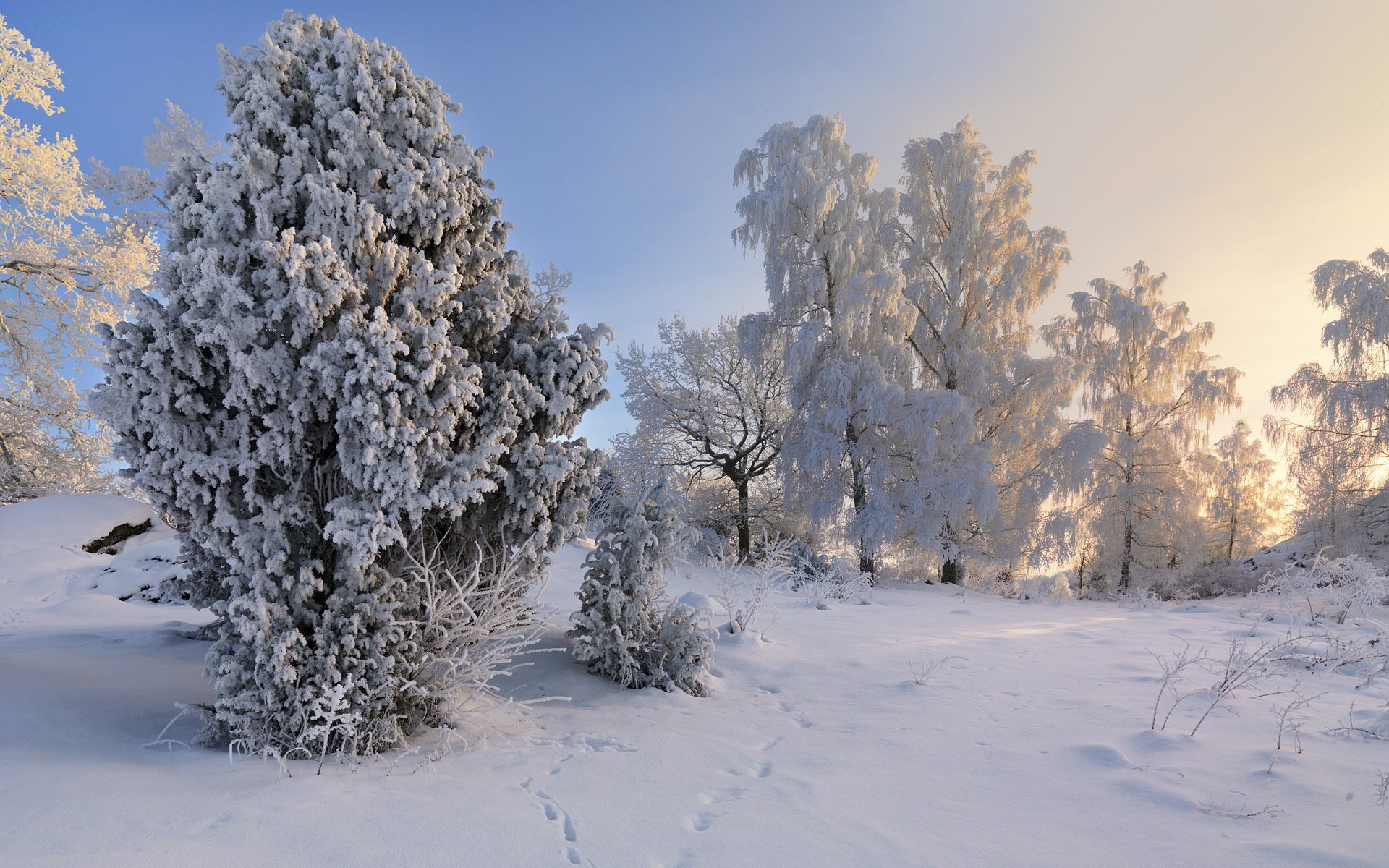 arbres hiver suède suède neige