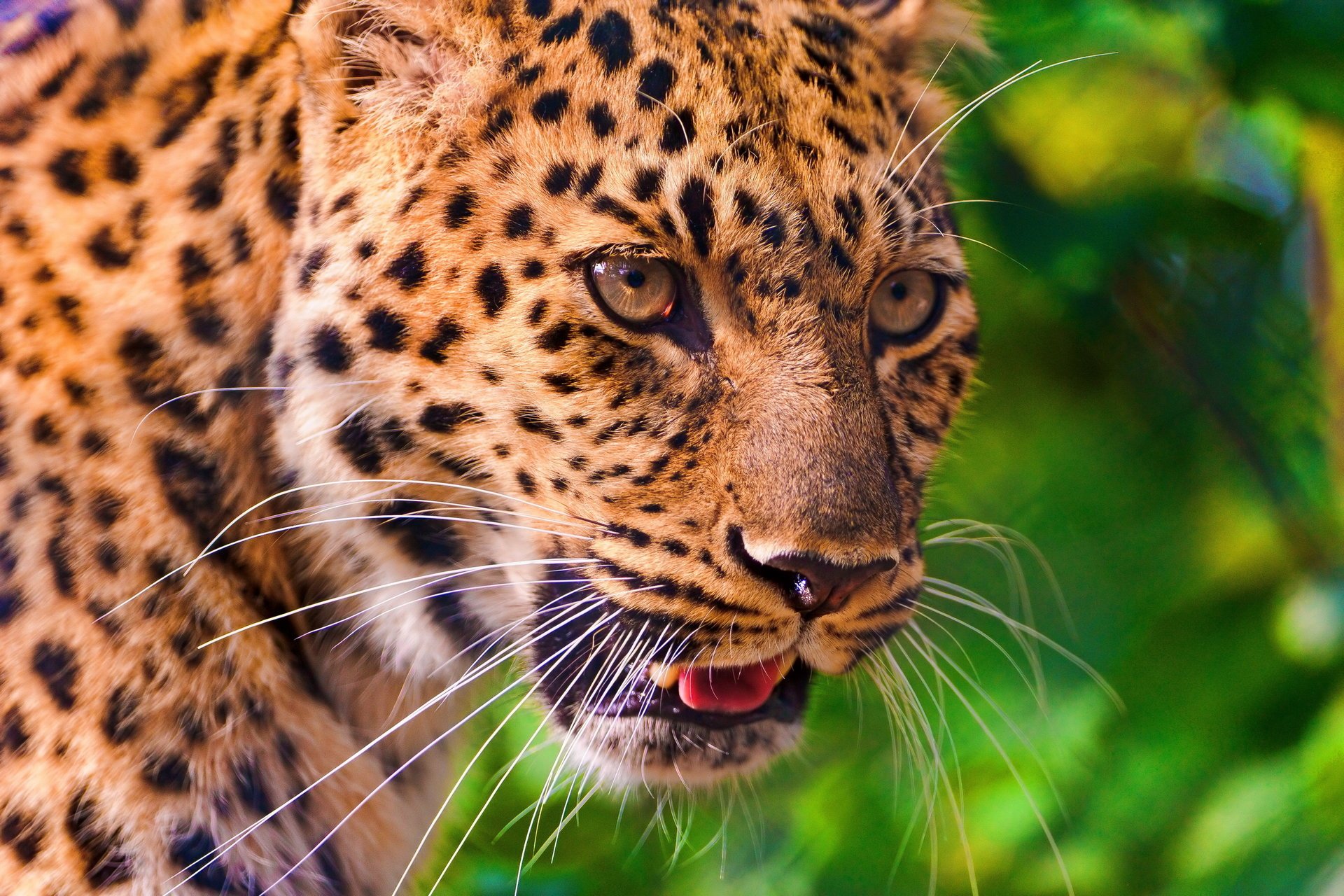 leopardo bigote mirada leopardo hocico panthera pardus perfil