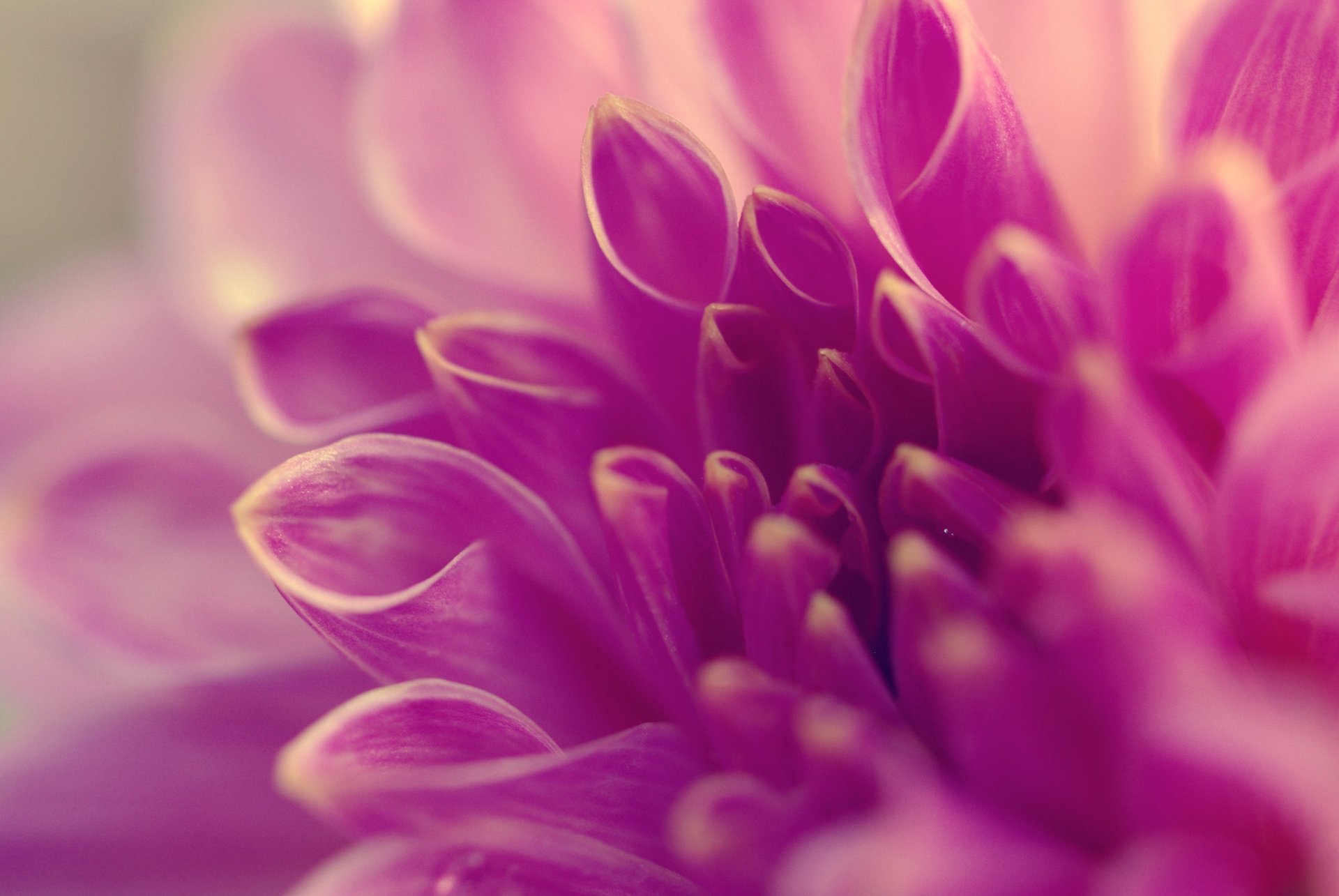 flower macro petals tube lilac