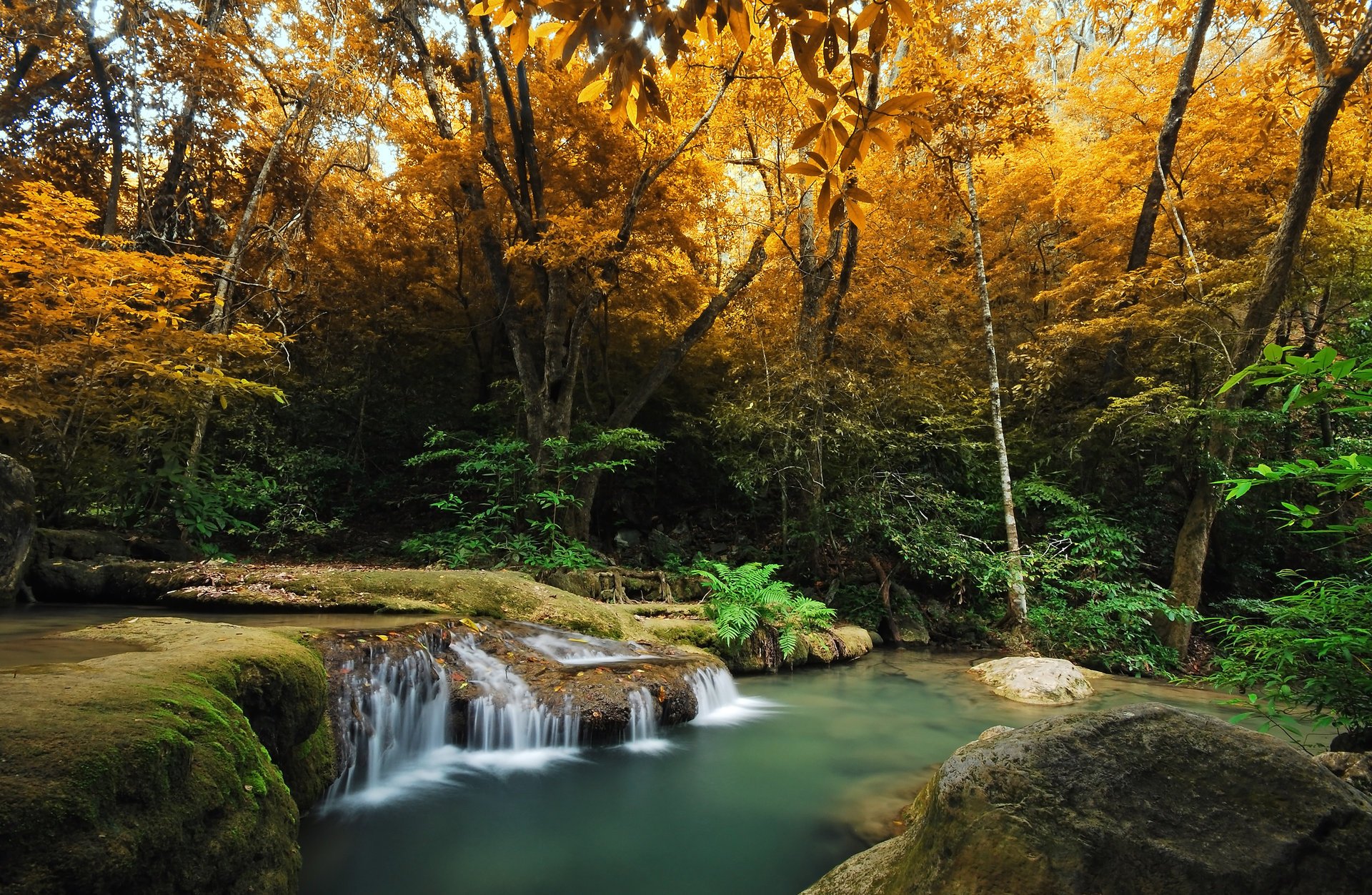 foresta felce autunno alberi fiume