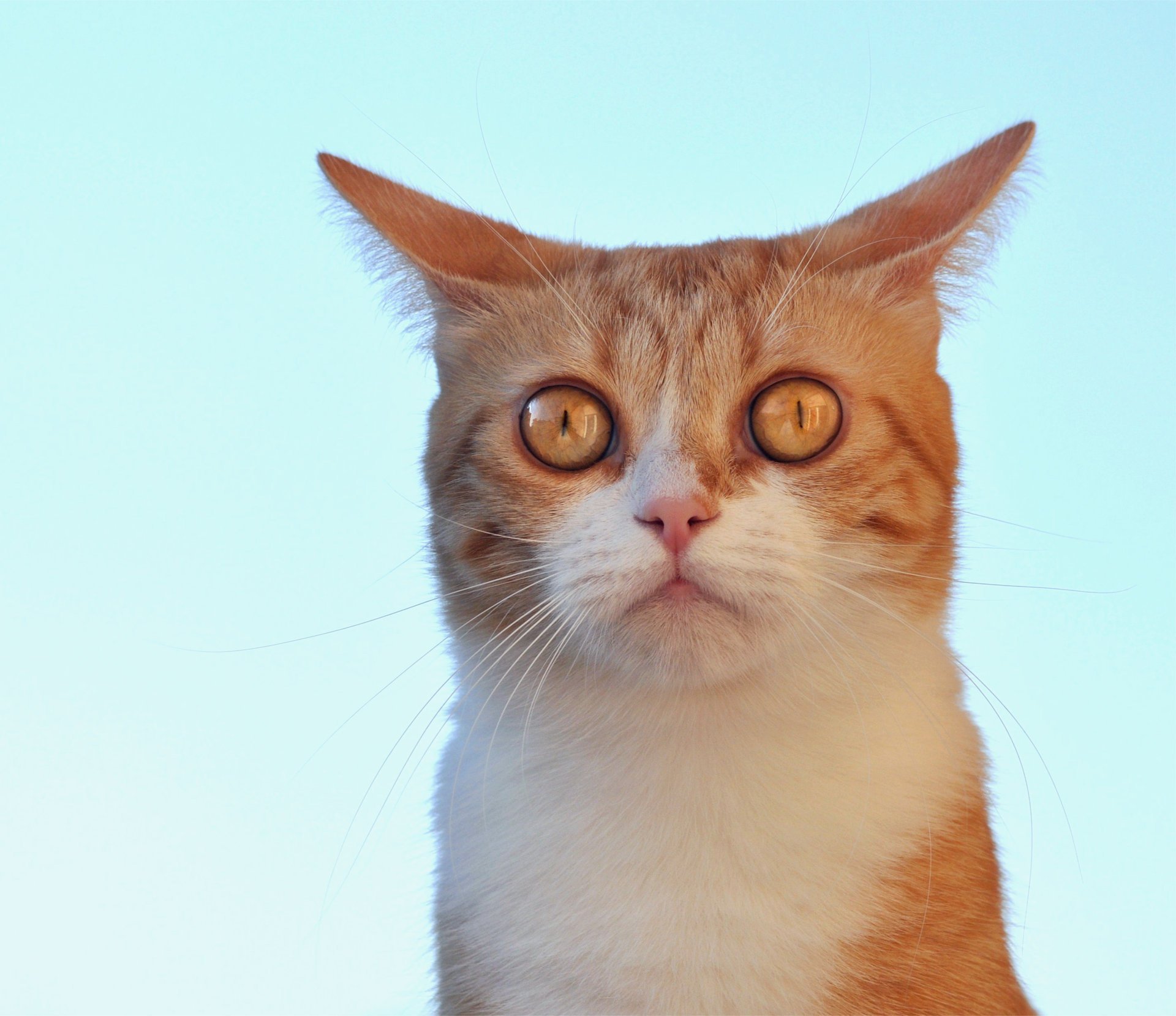 gato ushastik turquesa fondo mirada cara pelirroja