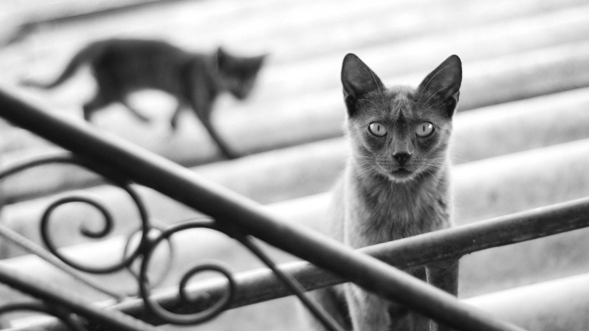 kot kotek czarno-biały kot kot balustrady stopnie