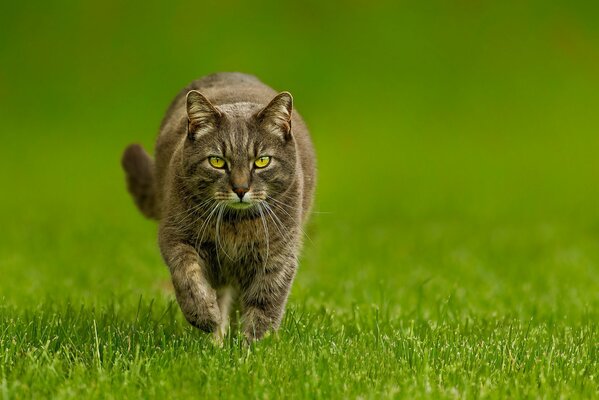 Eine ernste Katze läuft über das grüne Gras