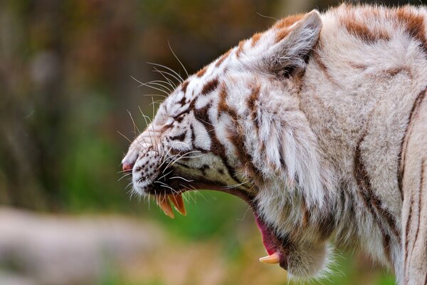 Das Gebrüll eines Tigers, ein riesiges Maul mit Reißzähnen