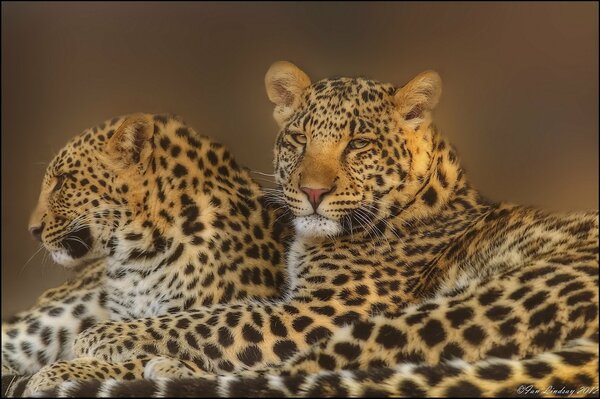 A family of leopards is resting in the heat