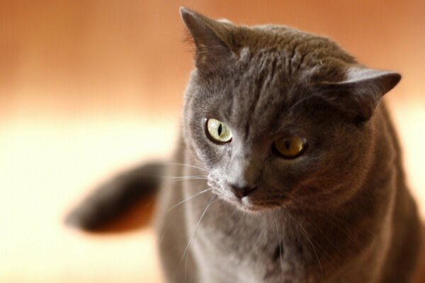 El gato Mira con entusiasmo a un lado