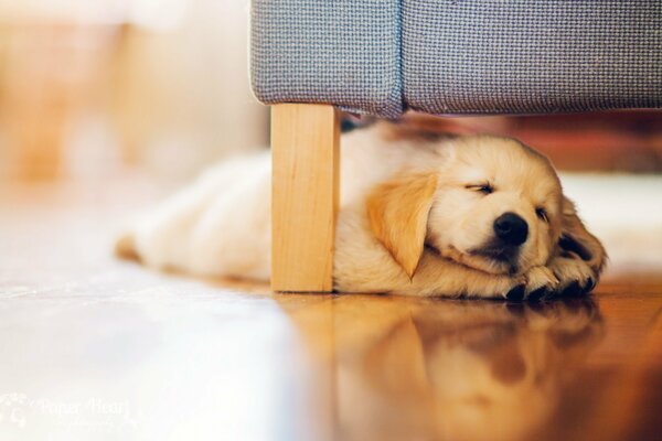 El pequeño cachorro se acurrucó para descansar