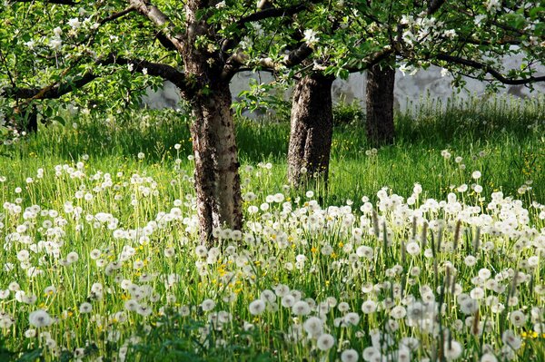 Denti di leone e alberi nel giardino. Natura