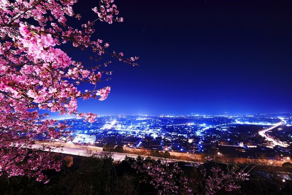 Cerezo en flor y luces de edificios nocturnos