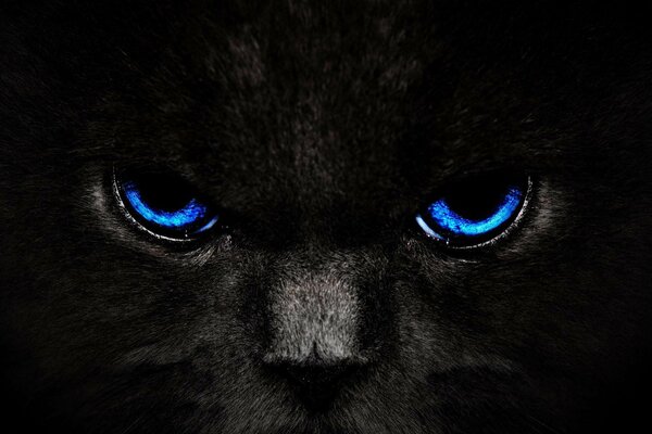 Le regard hypnotisant d un chat noir