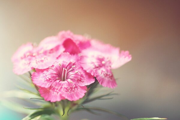 Oeillet rose sur fond flou