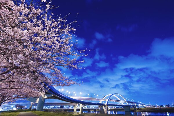 Japanische Brücke mit Laternen über dem Fluss und blühendem Baum