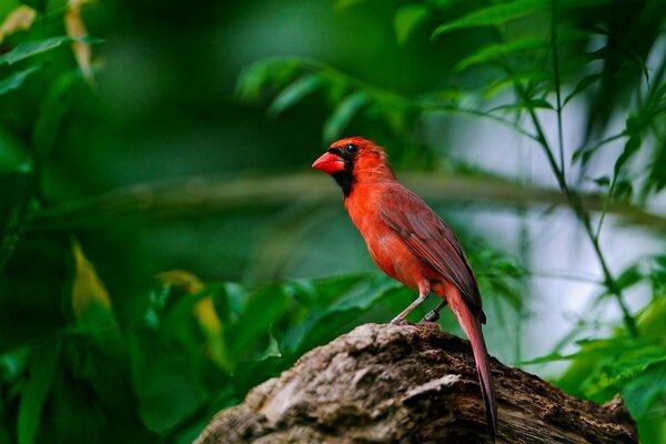 An unusual red bird in the forest