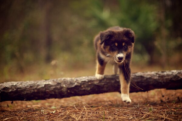 Der Hund geht sehr gerne im Wald spazieren