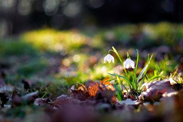 Fotografia macro di fiori bianchi tra erba e foglie cadute sotto un raggio luminoso di sole