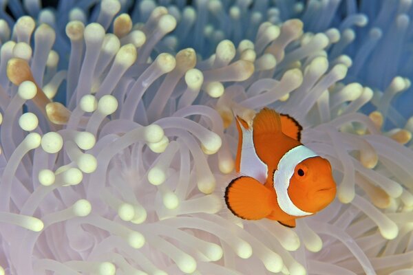 Ein Clownfisch, der wie ein Nemo-Fisch aussieht