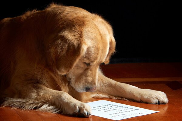 The dog reads a note from the owner