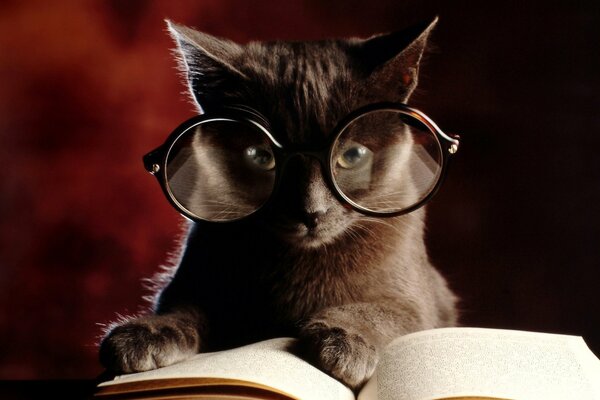 Eine Katze mit Brille liest ein Buch