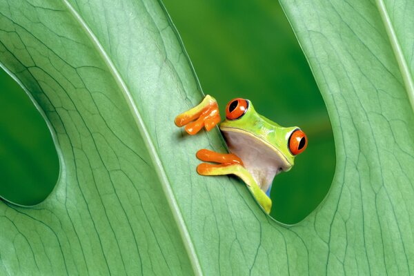Żaba chowa się między zielonymi liśćmi