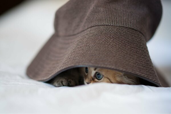 The kitten cooked under a brown panama hat