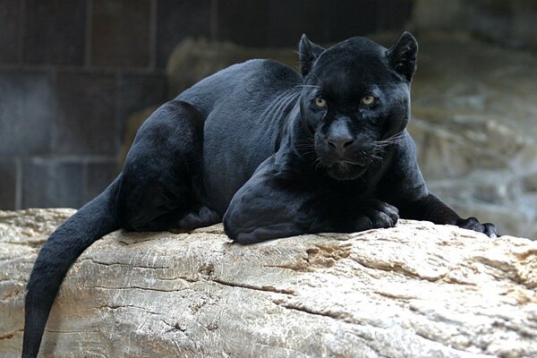 Pantera negra yace en un tronco