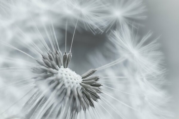 Dandelion flower with disheveled fluff