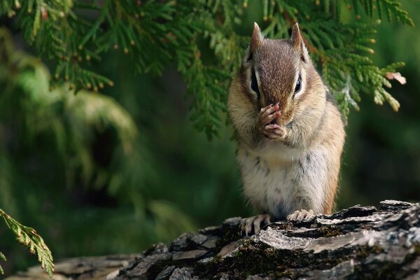 Una pequeña ardilla se sienta en una rama de un árbol