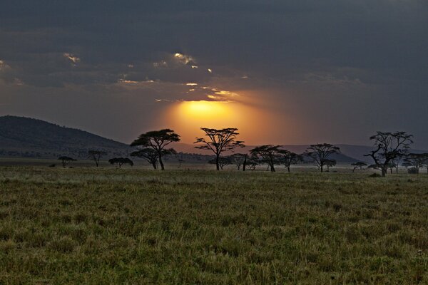 Sunset in the savannah lonely trees among a carpet of grass