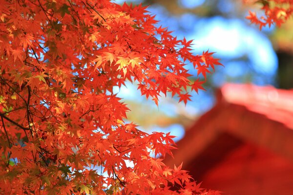 Maple with koasny leaves macro shooting