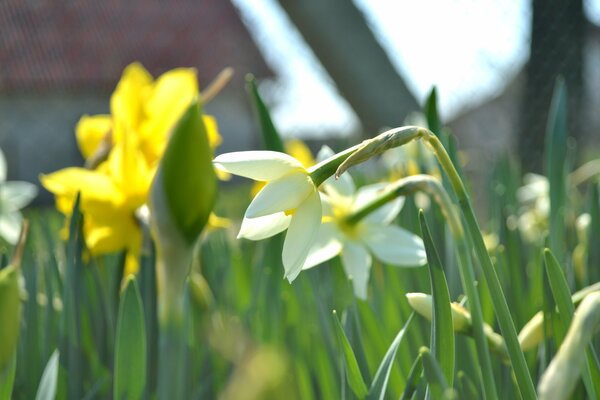 Narcisos blancos y amarillos. Hojas verdes jugosas