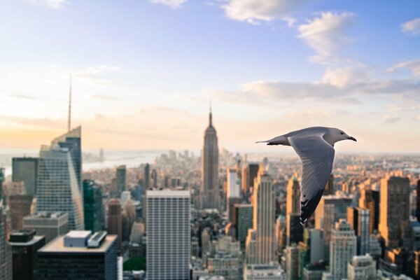 Чайка летит над центральноц частью небоскребов в Нью-Йорке