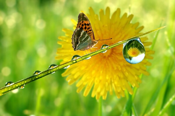 Gros plan d un papillon assis sur une tige, sur un fond de pissenlit qui se reflète dans une goutte de rosée