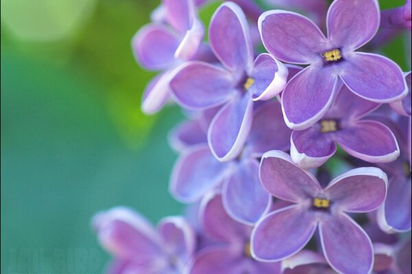 Purple lilac flowers in spring