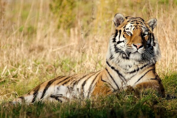 Proud tiger resting after hunting