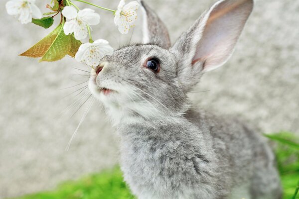 A gray rabbit with long ears sniffs a branch