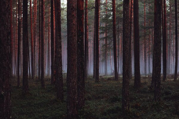 Naturaleza. Pinos en niebla ligera