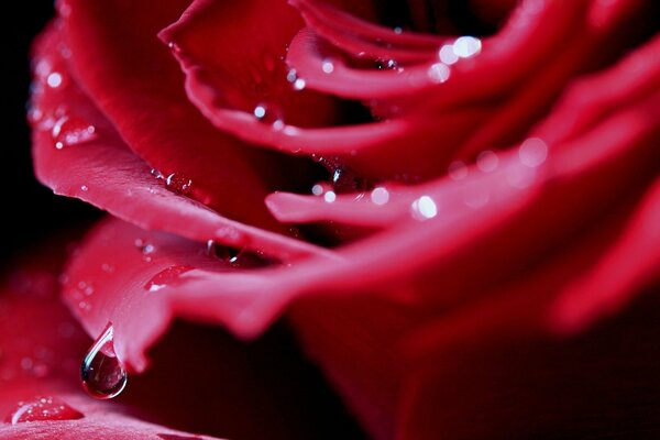 Red rose with raindrops