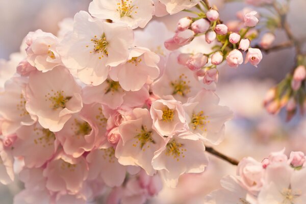 The flowering of a fruit tree. Fragrant flowers