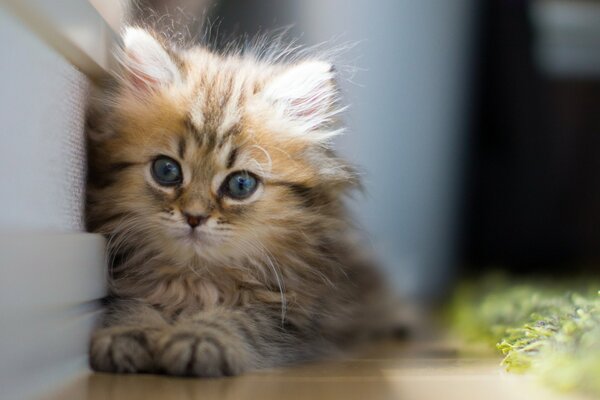 Cute kitten with blue eyes