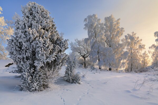 Winter fairy tale in the snowy forest