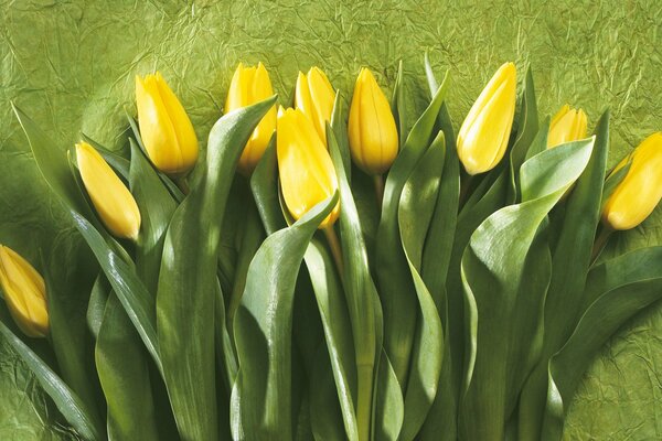 Belles tulipes jaunes sur fond vert menthe