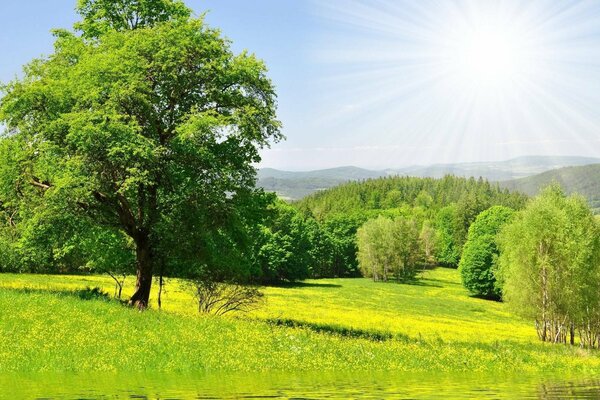 Naturaleza de verano. Árboles y vegetación