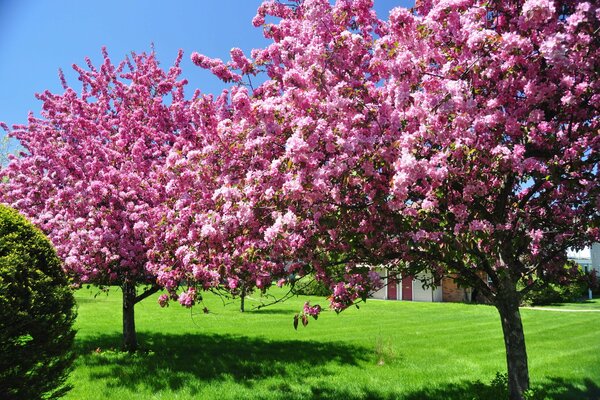 Flowering trees in a green garden