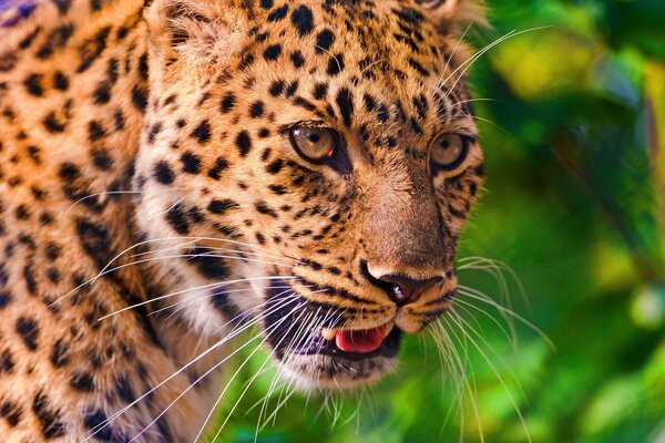 Красивый, мощный, пятнистый леопард
