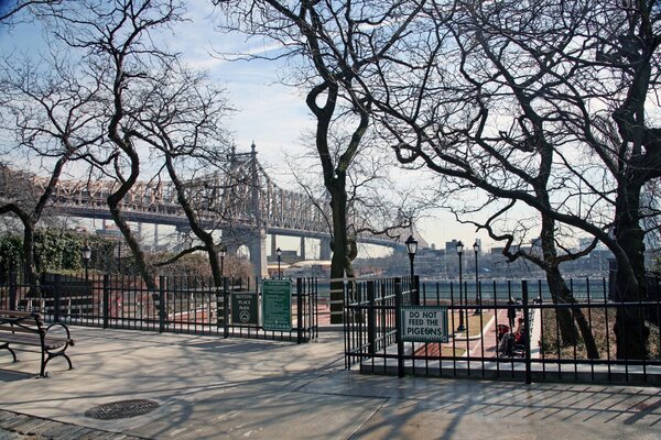 Árboles de nueva York en el parque de fotos