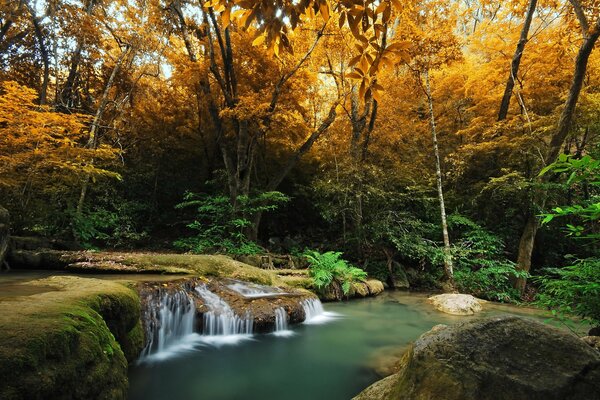 Río en el bosque de otoño, cascadas y helechos