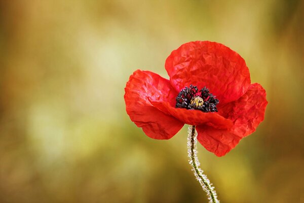 Einsamer Mohn mit Tautropfen